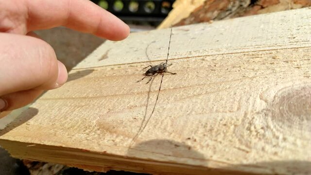 Acanthocinus aedilis close-up. The man touches the barbel beetle with his finger. A species of beetle belonging to the longhorn beetle family, which is a wood boring beetle.