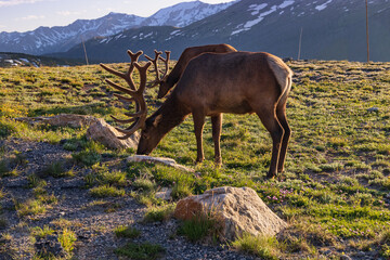 Rocky Mountain Bull elks grazing on the side of the road with blue sky and mountain range background