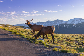 Rocky Mountain Bull elks grazing on the side of the road with blue sky and mountain range background