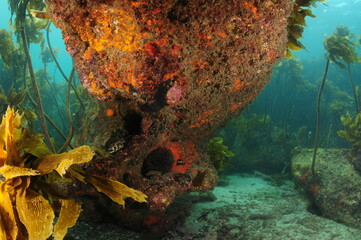 Large rock with shaded overhang covered with colourful invertebrates on sea bottom with kelp forest in background. - obrazy, fototapety, plakaty