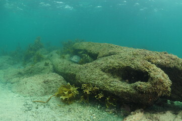 Remnants of large tree trunk submerged in shallow water providing fish with hiding spots.