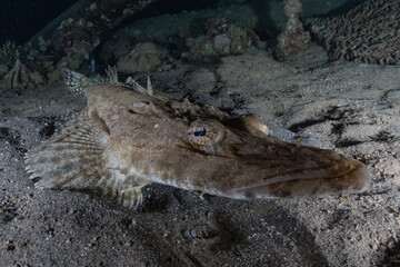 Fish swim in the Red Sea, colorful fish, Eilat Israel