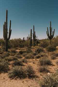 saguaro cactus in state © Jon