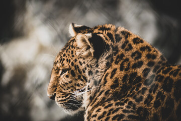 portrait of a leopard