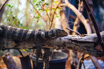 Lizard hanging on a branch