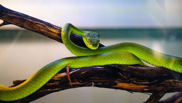 snake in a tree