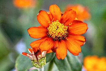 Flower looking for sun