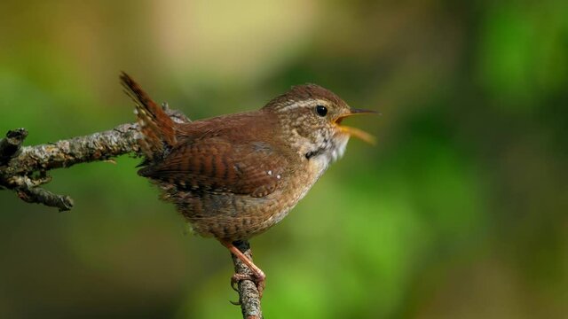 Eurasian wren singing, little European bird call, Troglodytes troglodytes