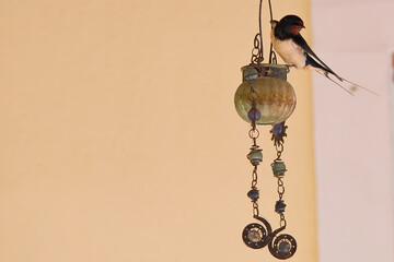 Closeup shot of a cute barn swallow bird resting on a glass old lamp looking aside