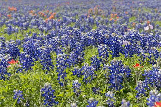 Bluebonnet field in the spring in Texas, USA. Focus on foreground © Katrin