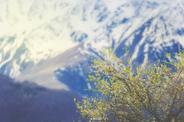 Blooming tree in the mountains. Great rosefinch on the branches. Spring in the Caucasus Mountains. Little red bird