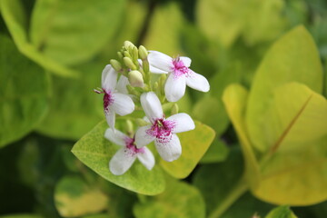 Close up picture  of white flowers with purple
