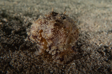 Coral reef and water plants in the Red Sea, Eilat Israel
