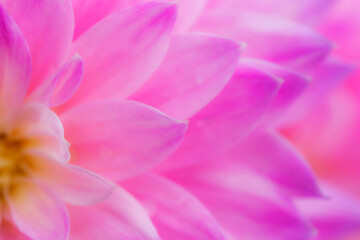 Pink petals close up. Dahlia flower in the garden. Tender floral background. Macro flower with droplets. Greeting card, poster. Bright floral photography for design