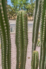 Cactus decorativos de un jardín botánico de un hotel con temática de desierto