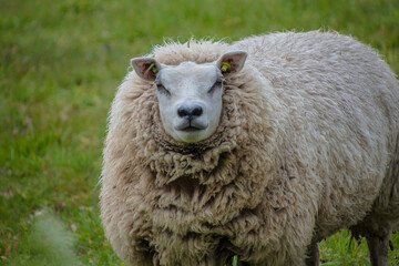 Sustainable livestock concept. Sheep on a green field. Domestic furry and fluffy cute animal. Eco farmland, countryside, pasture. Close up portrait picture with copy space