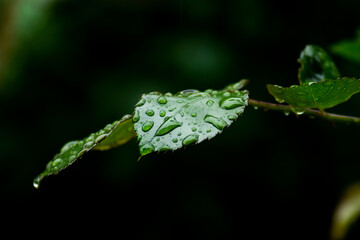 leaf with water drops