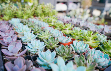 Succulent plants or sprouts in a greenhouse planted in pots and rows  - 432245620