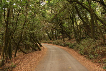Naklejka premium road in the forest