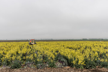Blooming canola field in Northern California