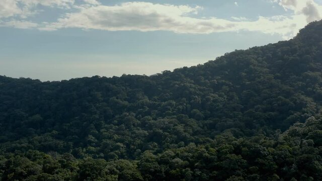 Mata Atl&acirc;ntica - Atlantic Forest 03