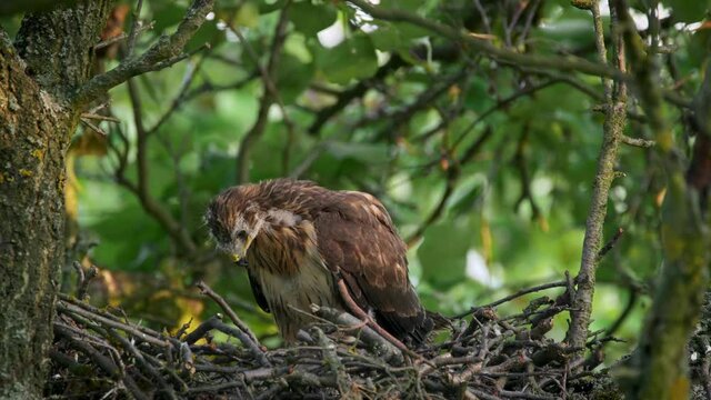 Juvenile common buzzard in nest, baby Buteo buteo learning to fly, bird spreading wings