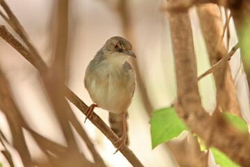 flycatcher on a branch