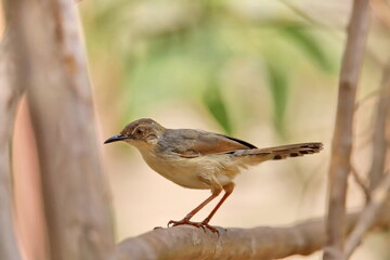 flycatcher on a branch