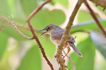 Obraz premium flycatcher on a branch