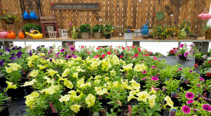 Stayton, Oregon - 5-5-2021: Various flowers and garden ornaments in a garden nursery near Stayton Oregon