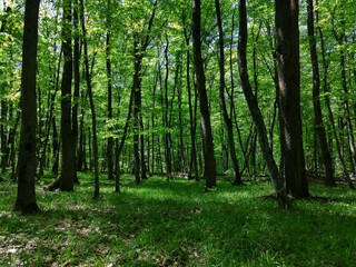 Fototapeta na wymiar Spring green forest of the foothills of the caucasus