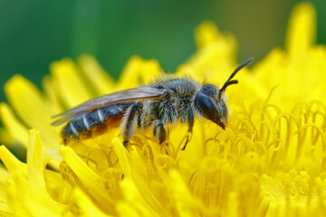 Closeup of a red-bellied miner bee pollinating on the yellow dandelion