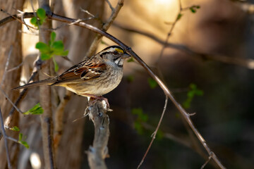 White-throated sparrow perching on a branch