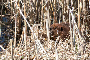 Beaver hiding in dry reeds beside pond
