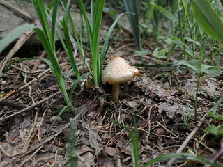 White spring mushroom in green grass