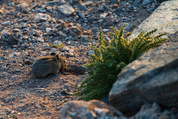 Pika foraging on the ground next to rocks and shrub at sunset