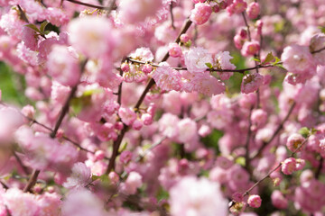 Obraz premium pink double flowering almond shrubs in spring