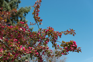 deep red-pink crab apple tree buds and blossoms on a blue sky