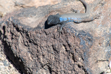 Gallotia galloti pertenece a la familia Lacertidae