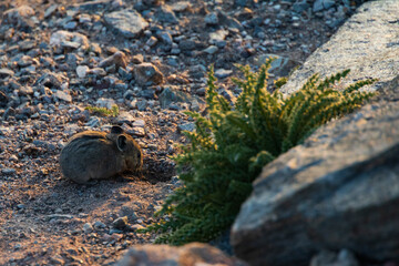 Pika foraging on the ground next to rocks and shrub at sunset
