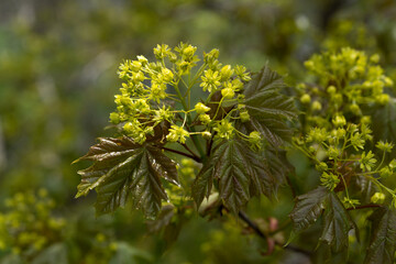 Fototapeta na wymiar yellow maple tree flowers on a branch