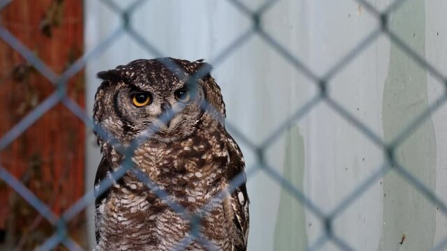 An owl behind metal wire net turning head and hooting.