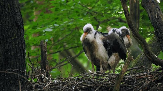 Black stork (Ciconia nigra) chick stretching in nest, white juvenile baby bird waving wings