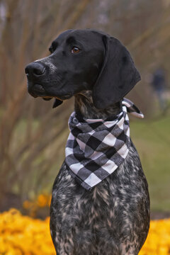 The portrait of a serious black and white Greyster puppy posing outdoors wearing a checkered neckerchief in spring