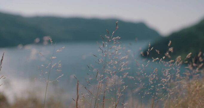 grass moving with the wind fjord in background norway close up detail nature 4k