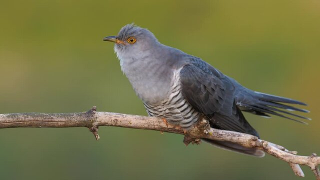 Common cuckoo song, European bird call, Cuculus canorus singing
