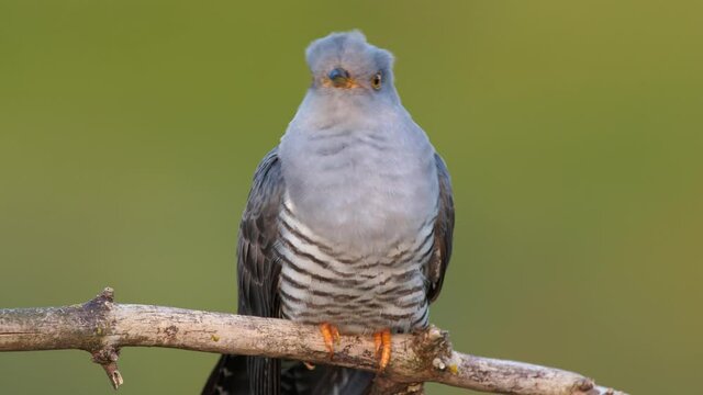 Common cuckoo song, European bird call, Cuculus canorus singing
