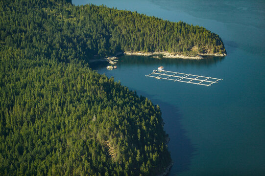 Aerial View Of Fish Farming British Columbia, Canada