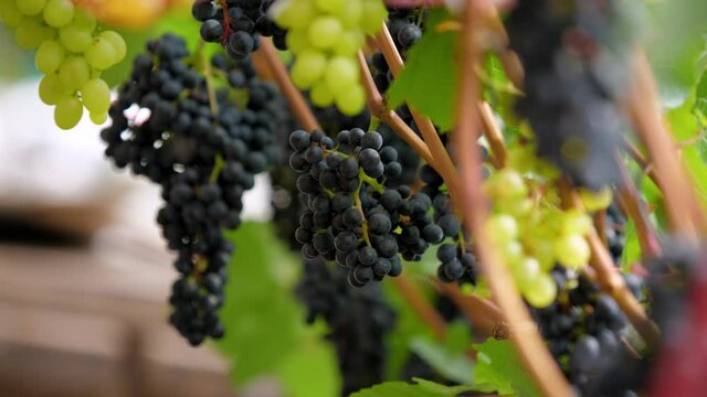 Many ripe bunches of various grapes hang from the vines. Harvesting in the vineyard.