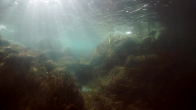 Seals underwater of Sea of Okhotsk. Family of northern sea lion marine mammal animal underwater in muddy cold water wild nature. Concept of pinniped animals underwater.
